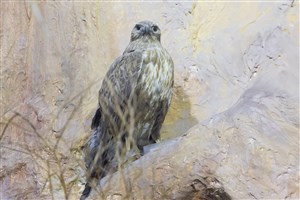 Image description is not available for 1983.84.1